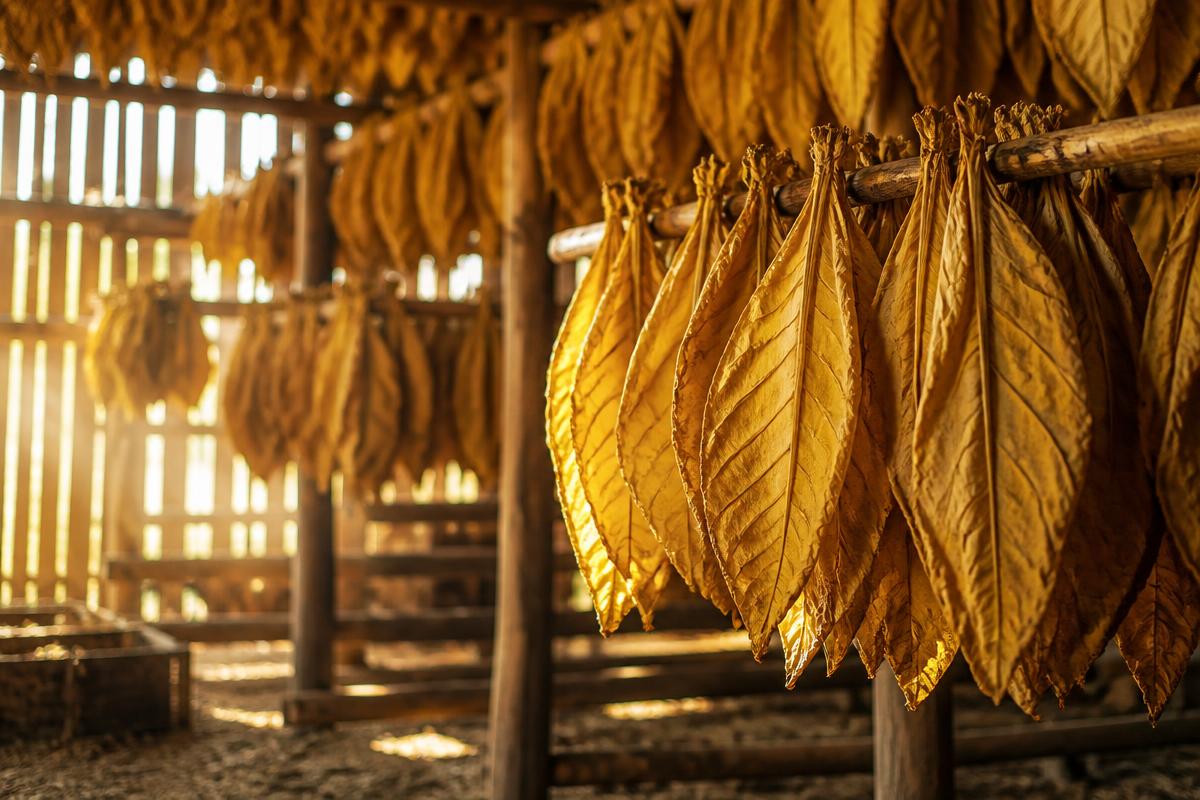 Tobacco leaves curing in a wooden barn